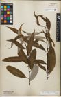 Foto von Salix acmophylla Boiss.